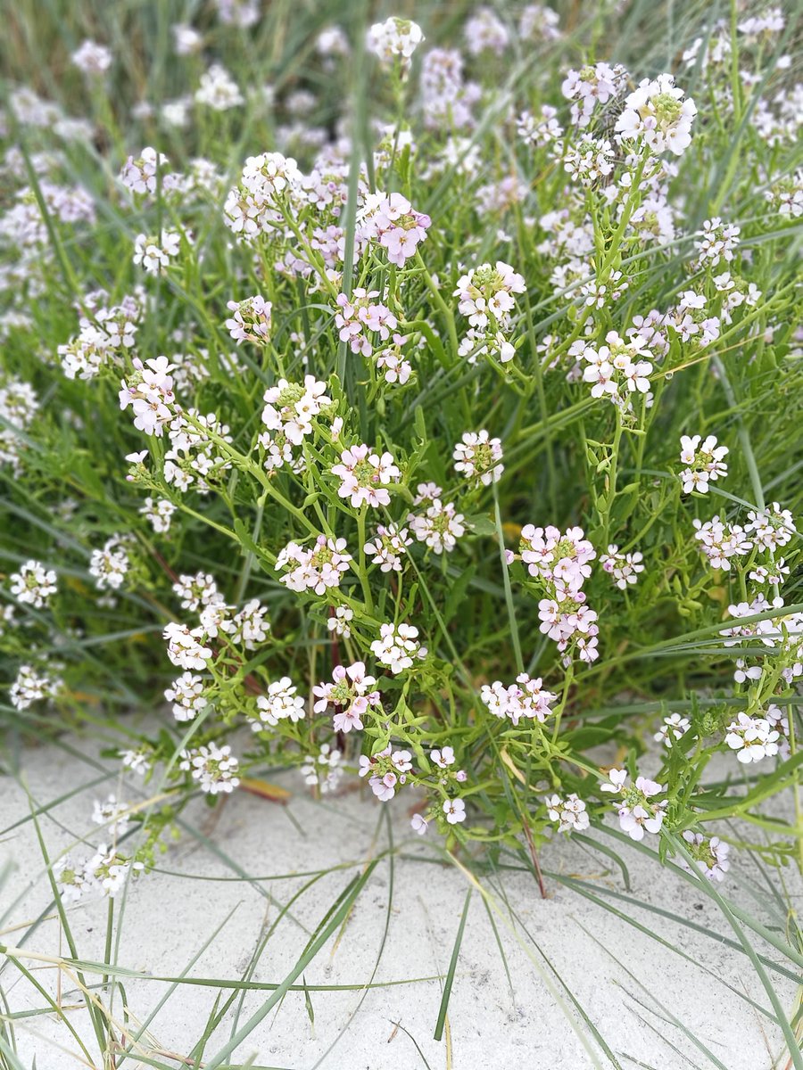 SAND &amp; SEA ROCKET 🚀

Is it just us, or is there way more Sea Rocket on the beaches and sand dunes this year? Lovely lilac tones popping out between the marram grass 🌾