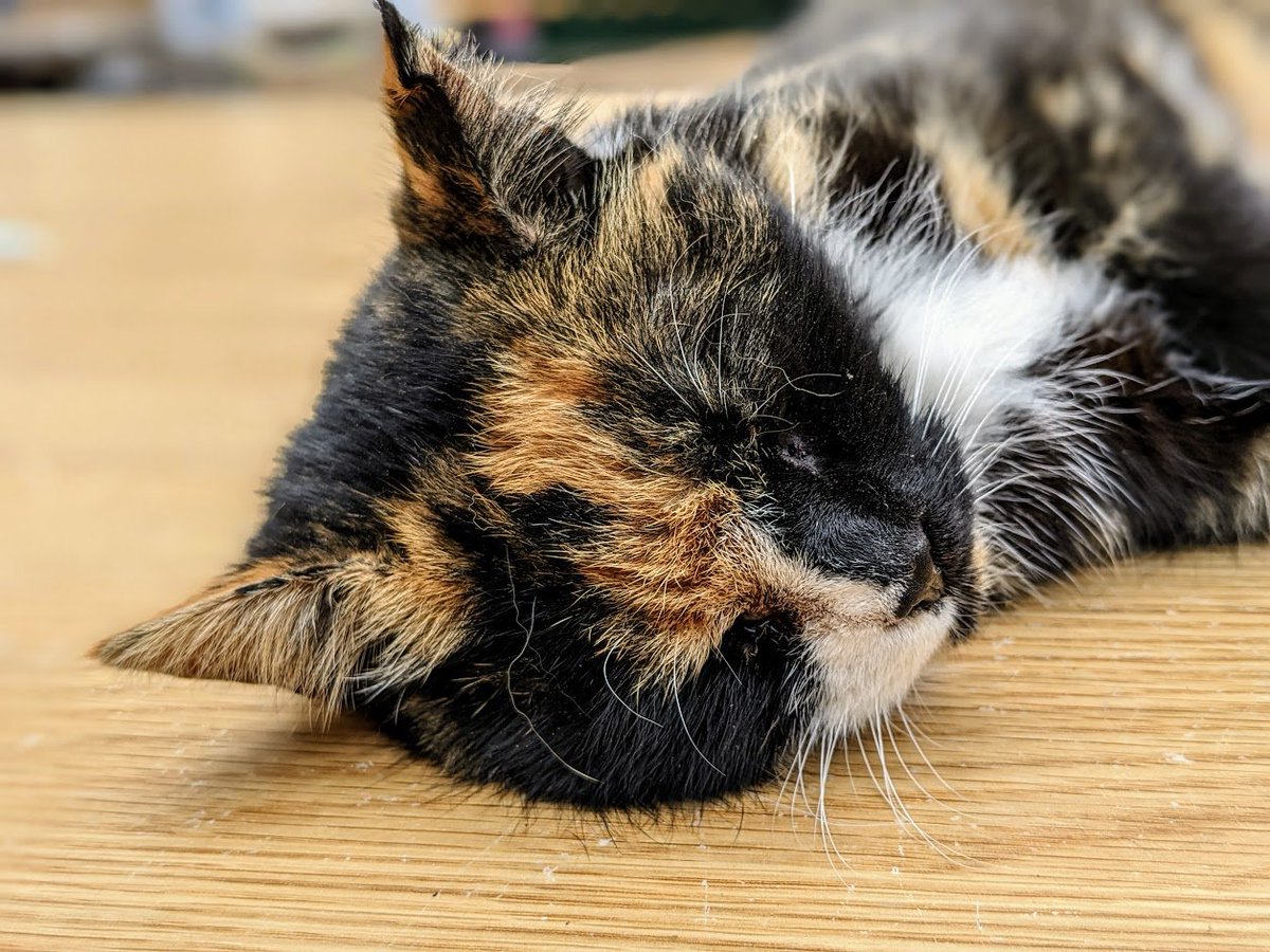 AllotmentCat's tweet image. This hot weather makes me feel quite sleepy. It seems ages since we had any rain and that isn't normal here. It makes no difference to me but our human says the vegetables are suffering. How does she know that?  Do vegetables have feelings? I'm learning something new every day.