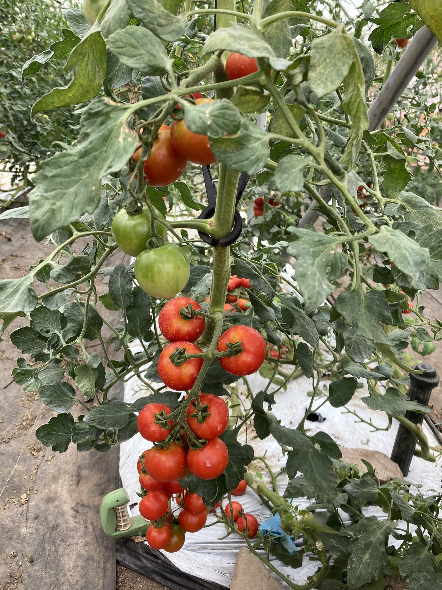 トマト畑 Twitter Search Twitter