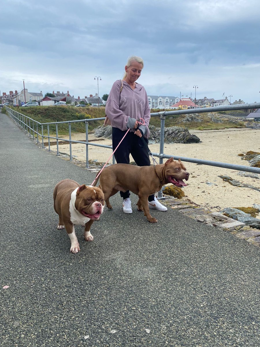MPetConnect's tweet photo. Wee trip over to bring these 2 beauty’s to their new home for their mammy 🥰 they were such good boys absolute pleasure to transport, thanks Jo Halford for the trust on bringing your boys over to you &amp; have an amazing time in your new home xx #petravel https://t.co/6LGS4l3vWt