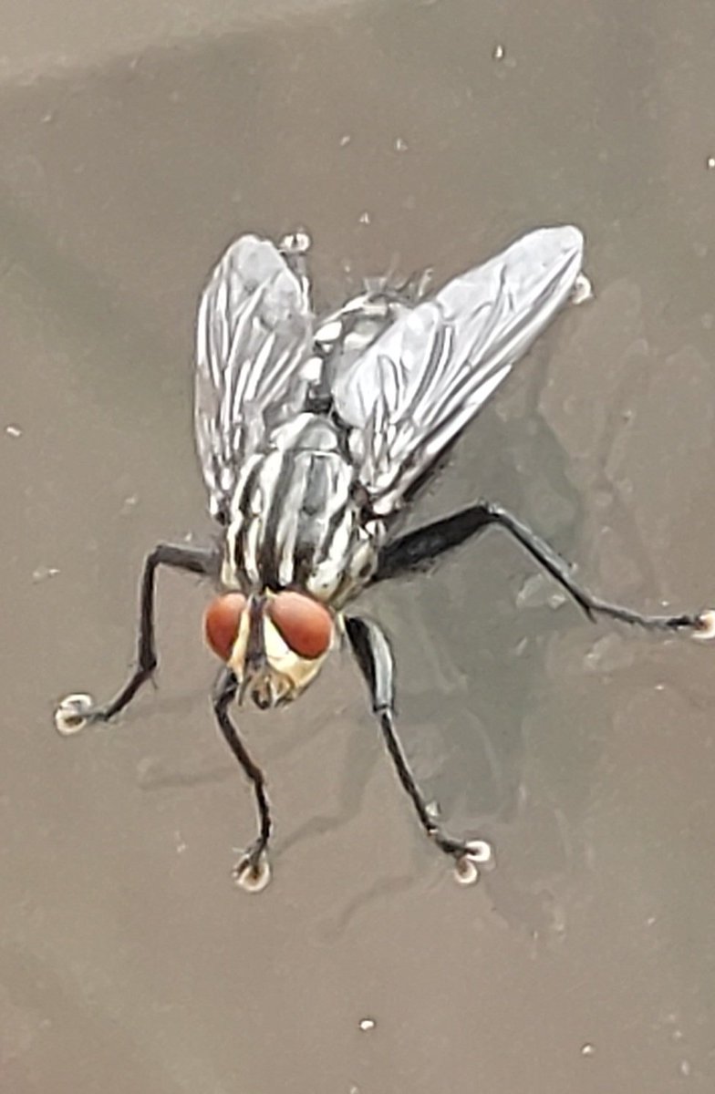 BarrySquires8's tweet photo. A Flesh Fly on one of our patio windows this morning. Quite an attractive fly despite its less than pleasant habits.
#wildlifephotography #diptera
#britishinsects #flies
#TwiiterNatureCommunity https://t.co/zlNoUqfOe9