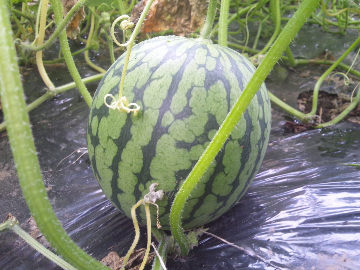 Schildlaeusen's tweet photo. 久しぶりに植えられたウリ科の小玉スイカさんです🍉✨

赤かなと思っていたら、中は黄色でした😓
スイカさんの難しいところは慣れないと収穫のタイミングが判らないことでしょうか、、、🤟

#ウリ科 #小玉スイカ https://t.co/FmnaK6ibb1