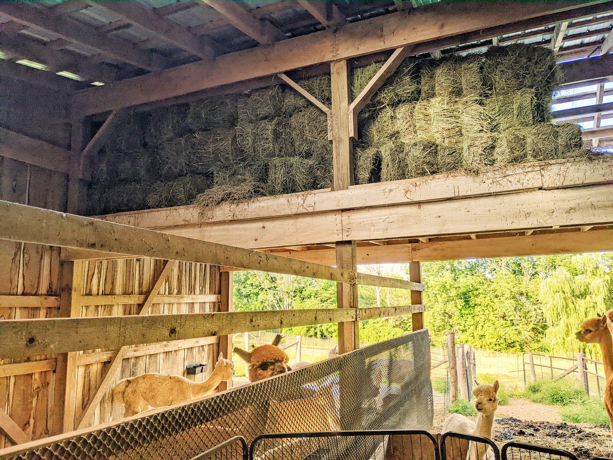 ohalpacas's tweet photo. There's something so satisfying about a barn full of fresh #hay. You know the #herd are taken care of for the year to come. But as we move everything out to bring hay in it's beginning to look like a yard sale around here!
#OHalpacas #FarmLife #haythere #hayseason #haynow https://t.co/1SLqsDEWkc