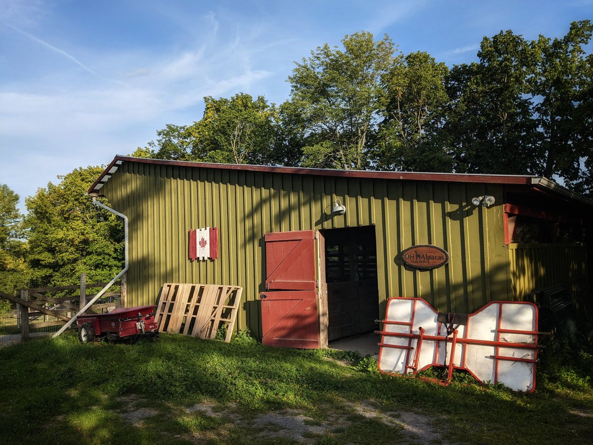 ohalpacas's tweet photo. There's something so satisfying about a barn full of fresh #hay. You know the #herd are taken care of for the year to come. But as we move everything out to bring hay in it's beginning to look like a yard sale around here!
#OHalpacas #FarmLife #haythere #hayseason #haynow https://t.co/1SLqsDEWkc