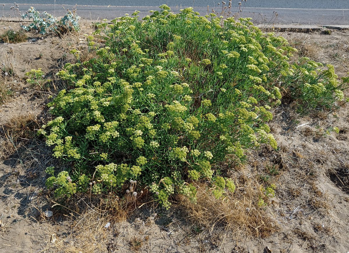 Alastair Culham tweet media