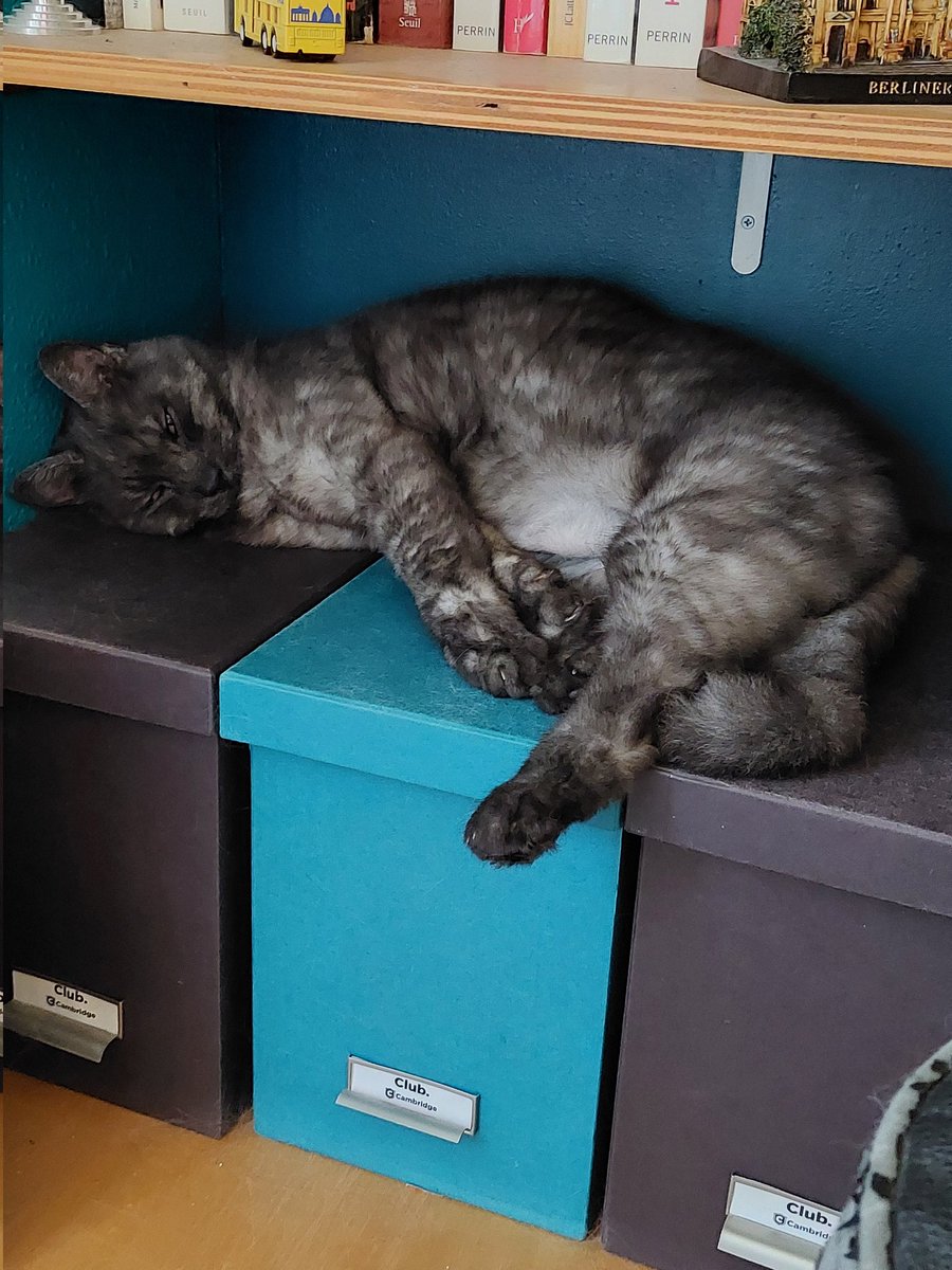 Charmeur en toutes circonstances 😍🐱
Incroyable ce qu'il perd ses poils cette année, la faute aux fortes températures probablement...