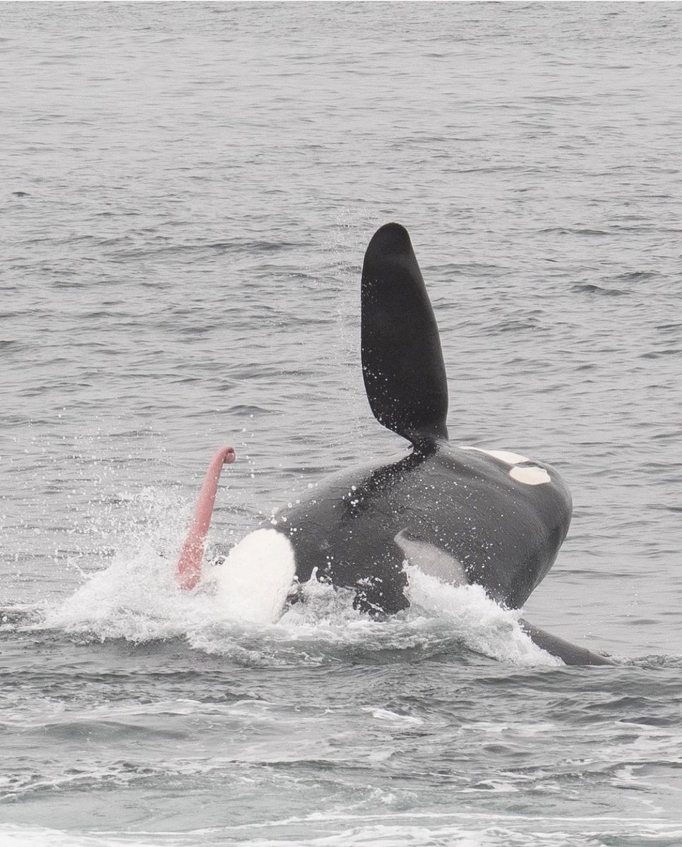 leekern13's tweet photo. Incredible photos of a killer whale being attacked by an octopus… https://t.co/uUY5bpQmkZ