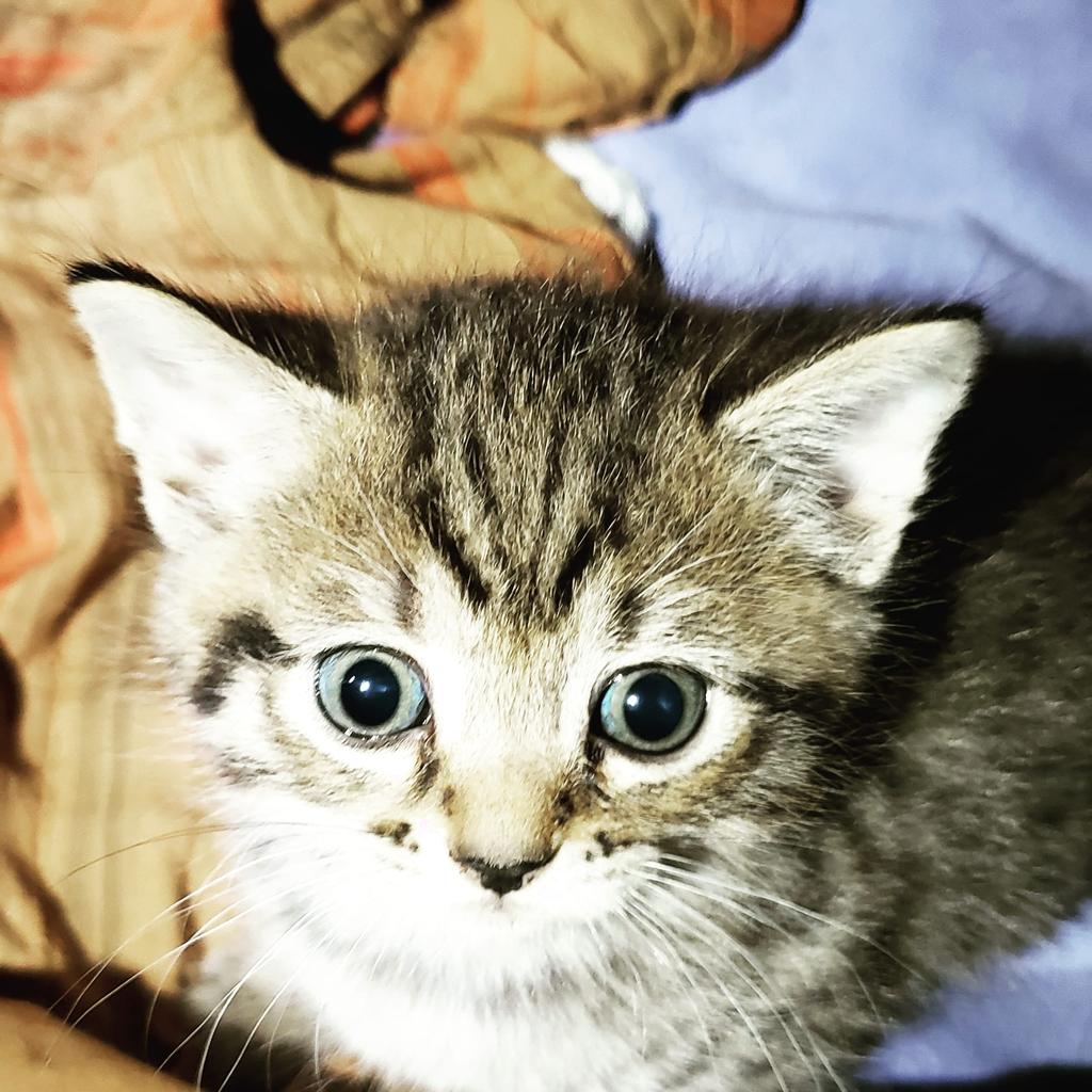 Gullett3Gullett's tweet photo. Looks like my kitten lucy #kittens #cats #animals #cute #beautiful #kitties #kittens #kittycat #famouscat https://t.co/e9WZHuxhgv
