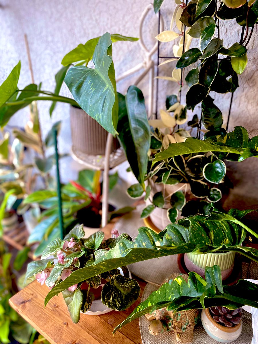 Enjoying a corner of our jungle! 💚🪴 #planttwitter #houseplants #houseplantclub #plantlife