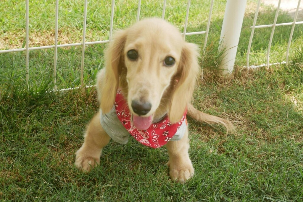 ドッグラン カフェpesca Pescamomofamily Twitter ドッグラン カフェpesca Pescamomofamily Twitter