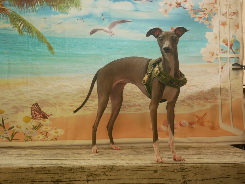 ドッグラン カフェpesca Pescamomofamily Twitter ドッグラン カフェpesca Pescamomofamily Twitter