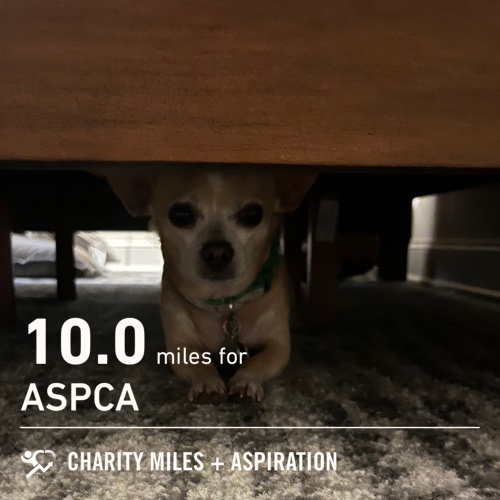 allibolt37's tweet photo. 10.0 @CharityMiles for @TeamASPCA. https://t.co/j4hEgEHTHA
