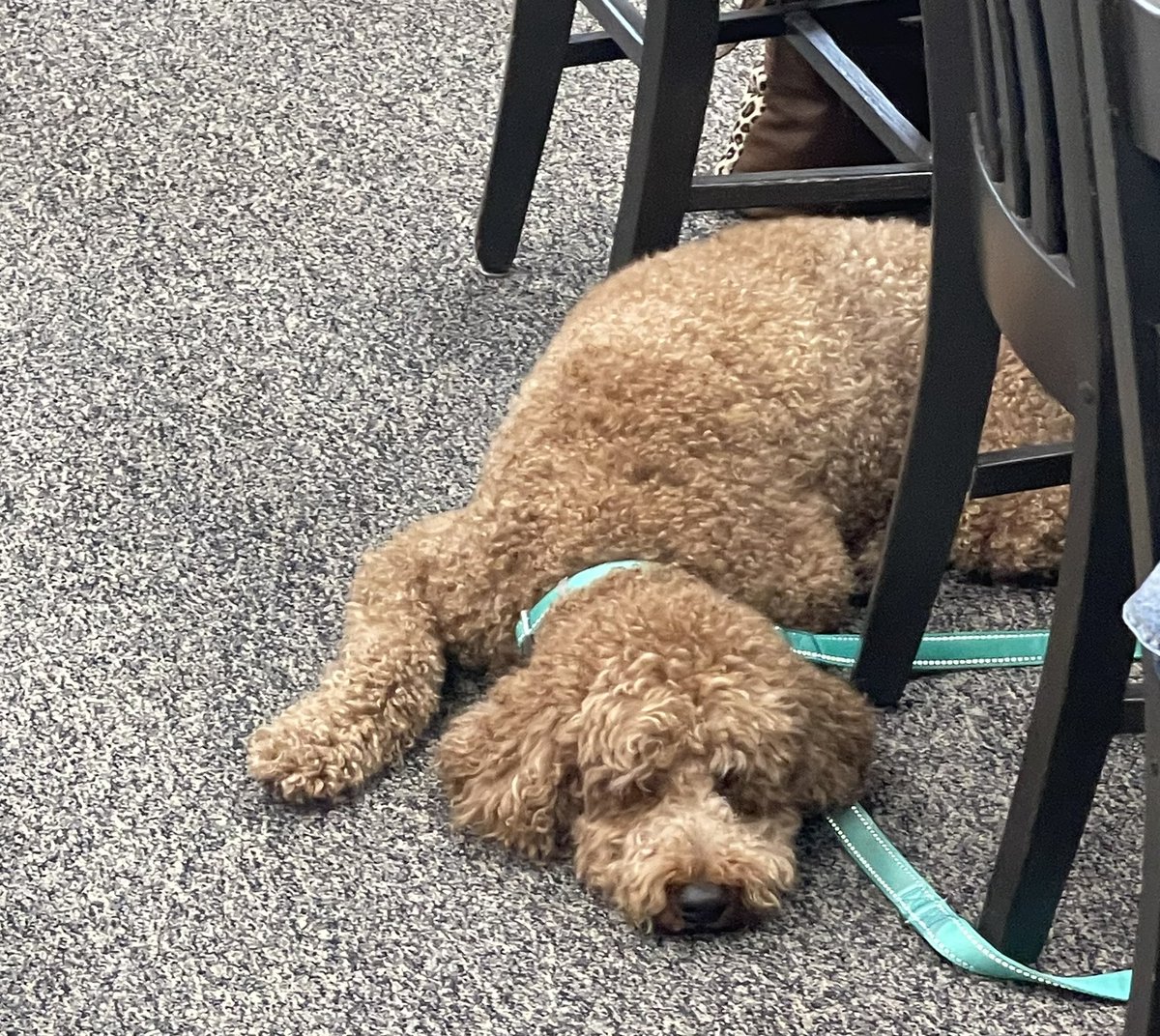 BeeAConsulting's tweet photo. My presentation didn’t get everyone excited. This guy wasn’t too engaged. 😂😂 https://t.co/jY4pfCCnpy