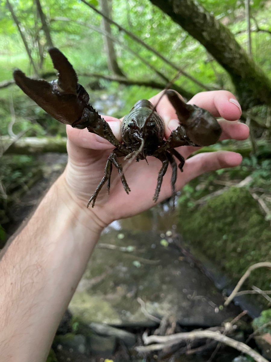 EnvAgencyMids's tweet photo. We’ve been out rescuing thousands of #fish and native white-clawed #crayfish in rivers across the #Midlands during the hot weather. 🐟

Here, 184 crayfish were rescued from the dry Escley Brook in #Herefordshire and relocated to a nearby spring which was still flowing. https://t.co/S1gyOsKPEA