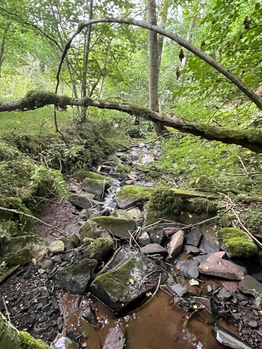 EnvAgencyMids's tweet photo. We’ve been out rescuing thousands of #fish and native white-clawed #crayfish in rivers across the #Midlands during the hot weather. 🐟

Here, 184 crayfish were rescued from the dry Escley Brook in #Herefordshire and relocated to a nearby spring which was still flowing. https://t.co/S1gyOsKPEA