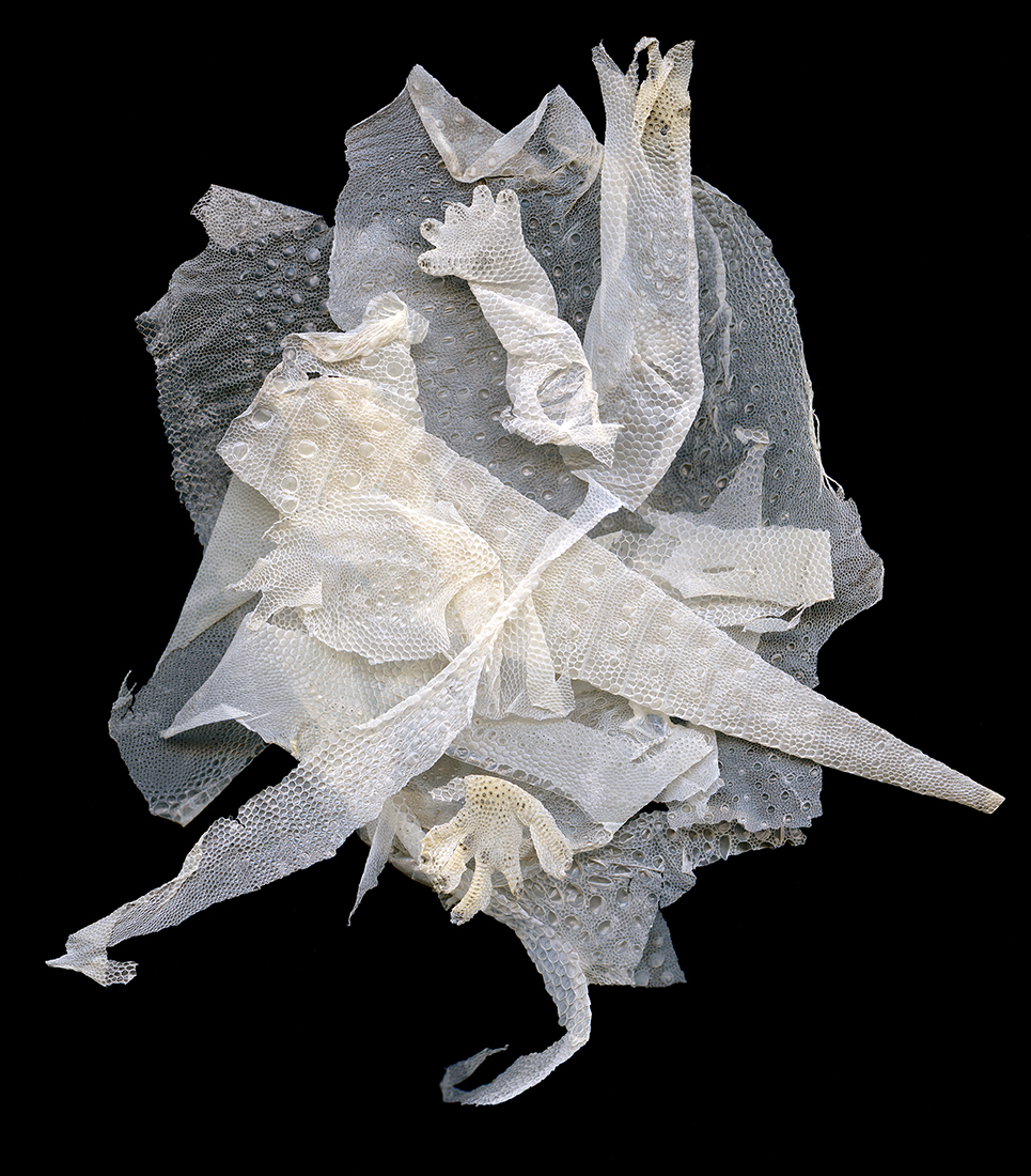 rogercoulam's tweet photo. The Seasons Cast Offs (2013). Made with fragments of shed skin from a leopard gecko. From https://t.co/jPo07mAlH9 https://t.co/fxuY2Eox9y