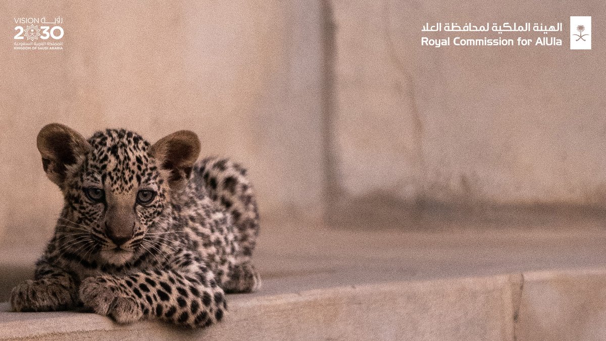 AmrAlMadani's tweet photo. لطالما كانت #العلا في تاريخها جزءاً مهماً من بيئات ومواطن #النمر_العربي.. وولادة "أنثيين" من هذه الفصيلة النادرة والعزيزة علينا جميعاً هو منجز بالغ الأهمية ومحطة من محطات حفظ الطبيعة وإثرائها وتجديداً لسعينا نحو تحقيق مستهدفات إعادة تأهيل النظم البيئية المتكاملة. https://t.co/unt3rPGKYe