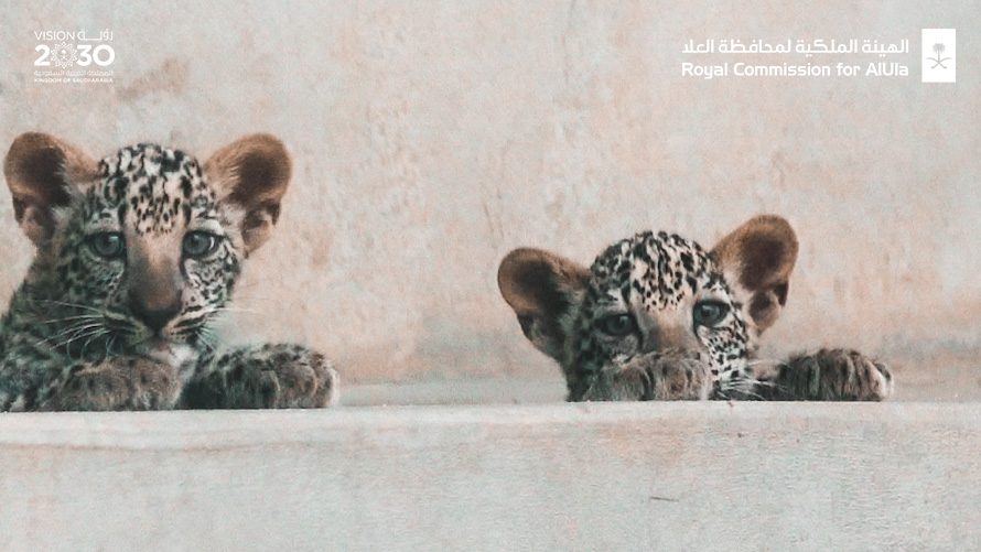 AmrAlMadani's tweet photo. لطالما كانت #العلا في تاريخها جزءاً مهماً من بيئات ومواطن #النمر_العربي.. وولادة "أنثيين" من هذه الفصيلة النادرة والعزيزة علينا جميعاً هو منجز بالغ الأهمية ومحطة من محطات حفظ الطبيعة وإثرائها وتجديداً لسعينا نحو تحقيق مستهدفات إعادة تأهيل النظم البيئية المتكاملة. https://t.co/unt3rPGKYe