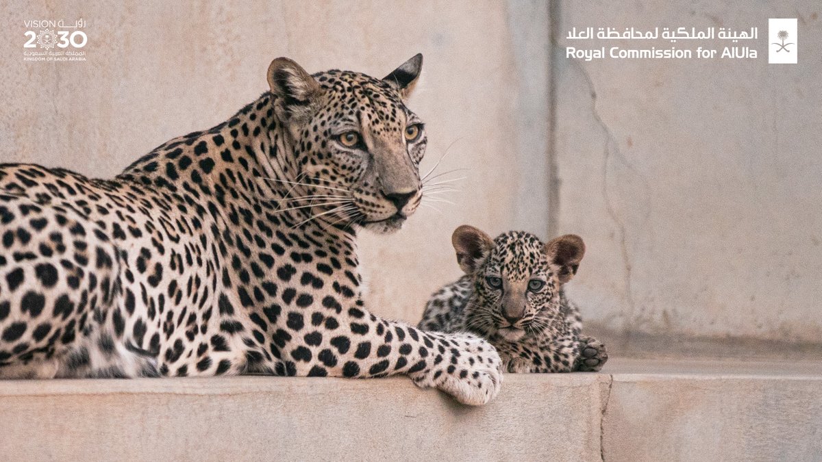 AmrAlMadani's tweet photo. لطالما كانت #العلا في تاريخها جزءاً مهماً من بيئات ومواطن #النمر_العربي.. وولادة "أنثيين" من هذه الفصيلة النادرة والعزيزة علينا جميعاً هو منجز بالغ الأهمية ومحطة من محطات حفظ الطبيعة وإثرائها وتجديداً لسعينا نحو تحقيق مستهدفات إعادة تأهيل النظم البيئية المتكاملة. https://t.co/unt3rPGKYe