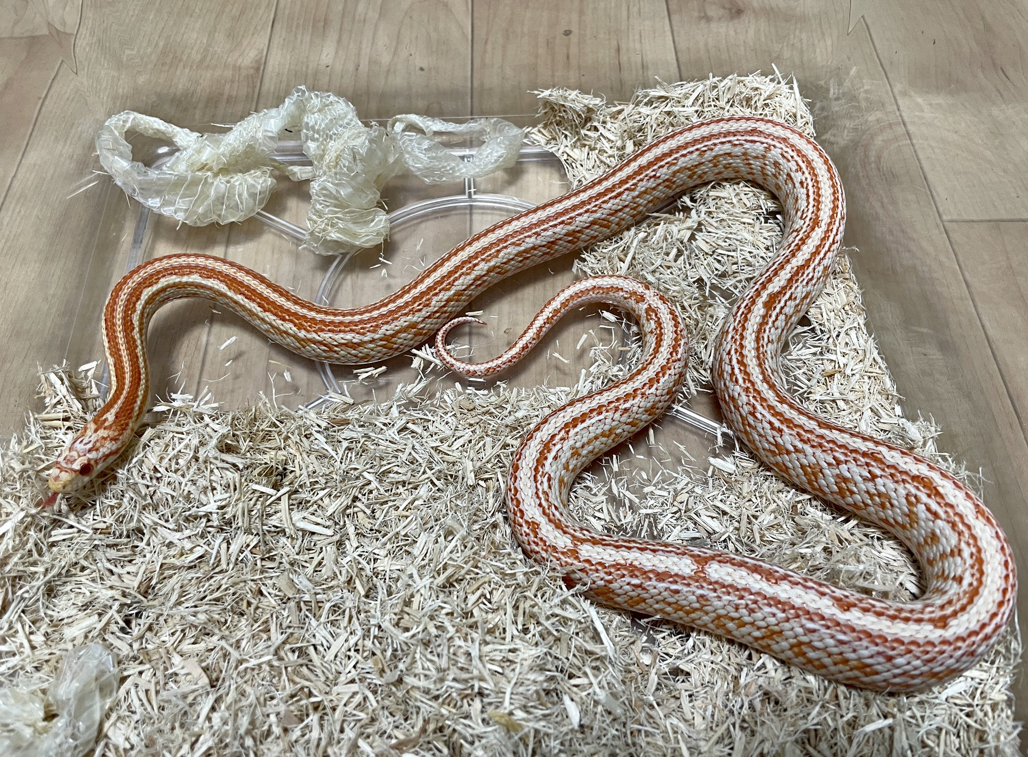 白ヘビ様 11 6 Maya Edu In