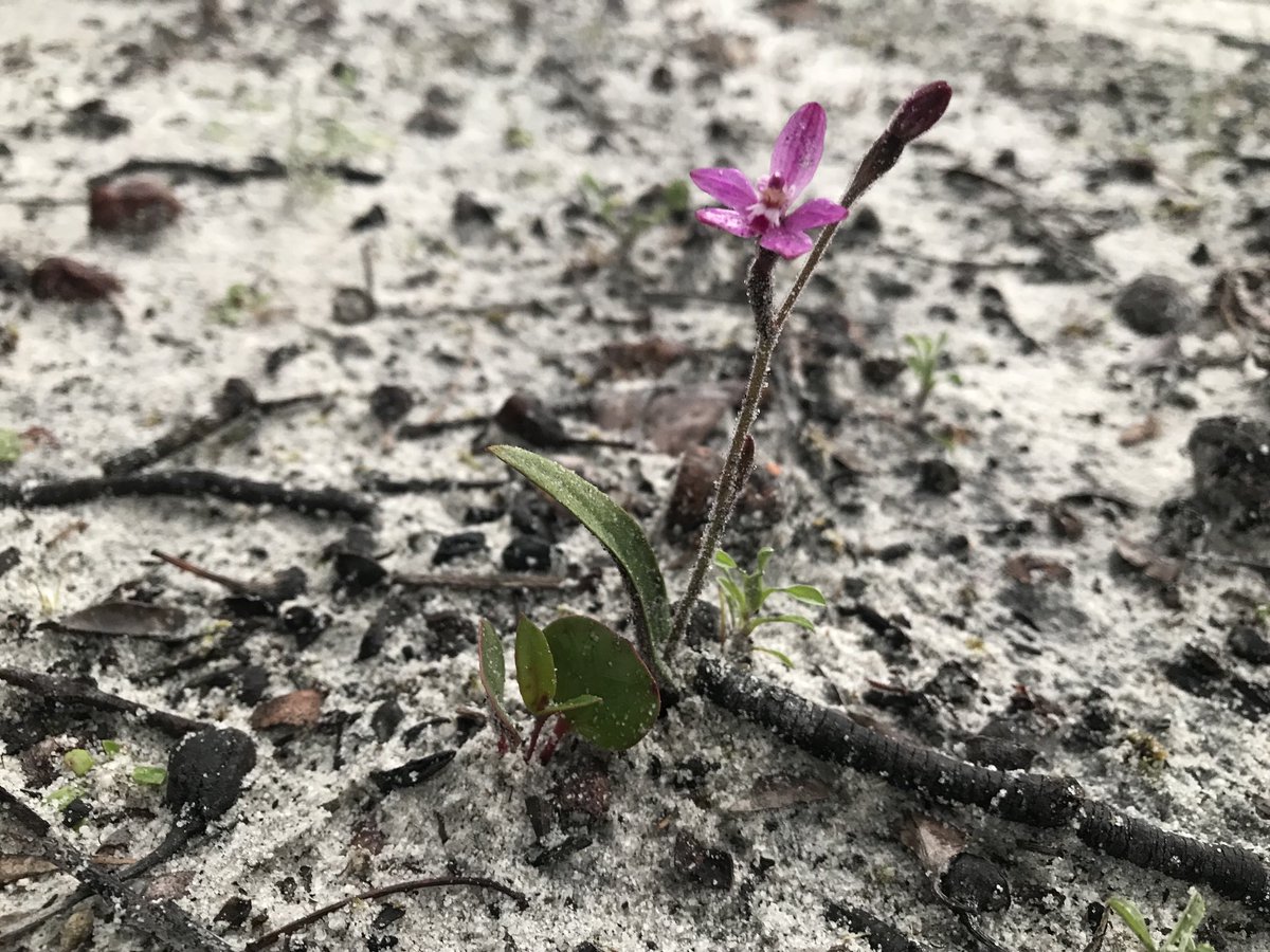Fittzzyy's tweet photo. #Caladenia reptans subsp. reptans growing on a firebreak on our block south of Busselton. With added jarrah seedling for scale #Orchidaceae https://t.co/4FtfrjzVML