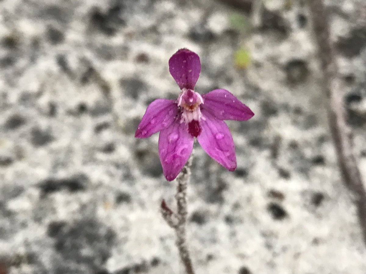 Fittzzyy's tweet photo. #Caladenia reptans subsp. reptans growing on a firebreak on our block south of Busselton. With added jarrah seedling for scale #Orchidaceae https://t.co/4FtfrjzVML
