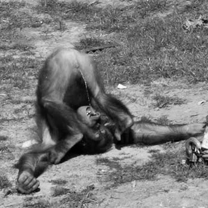 Pimm Hogeling Lautan tweet media