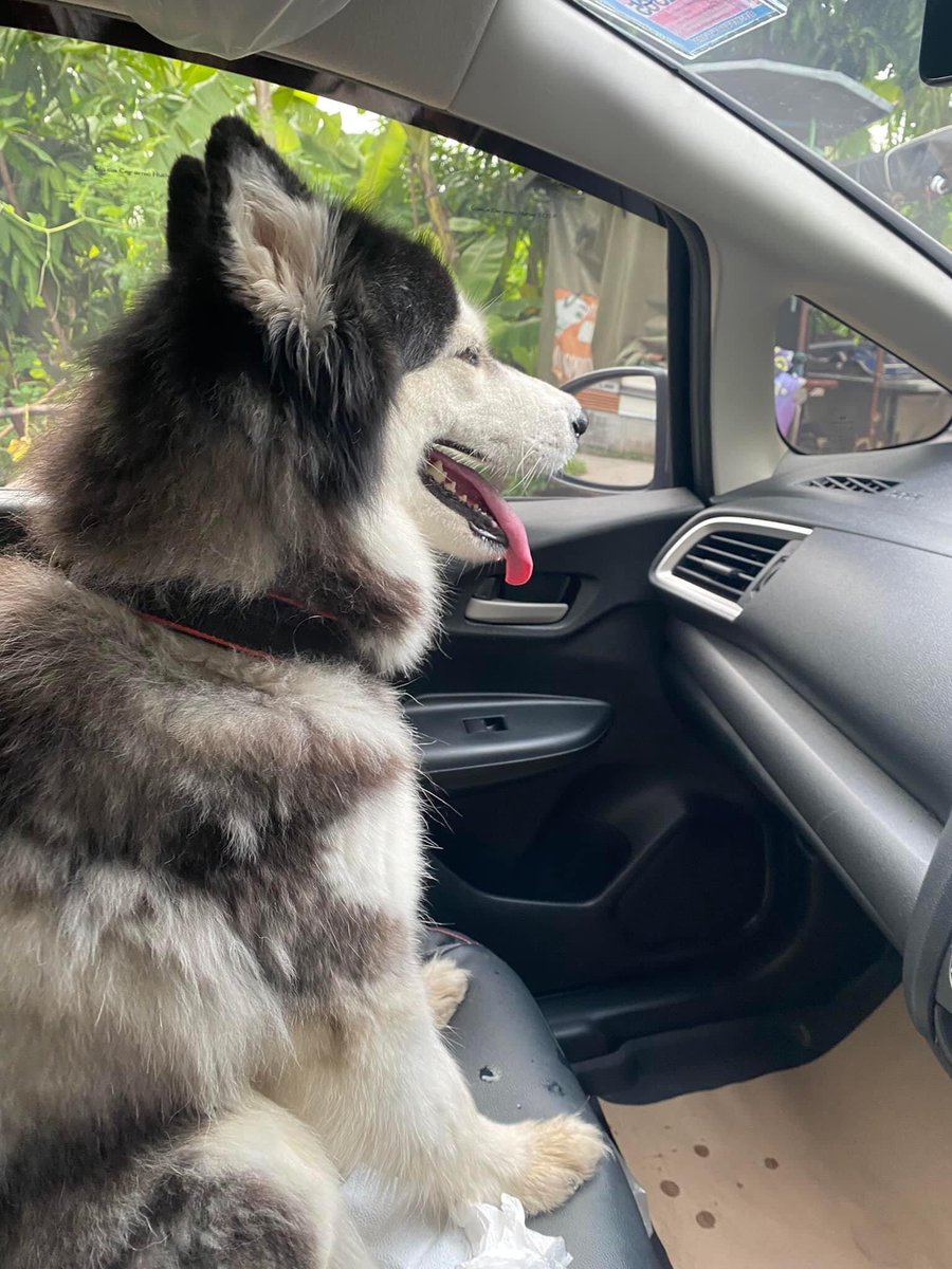 ไซโดดขึ้นรถคนแปลกหน้า แท้จริงแล้วหายออกจากบ้านเจ้าของไป 4 วัน โดดขึ้นรถพี่ที่เค้าเป็นอิสลามด้วย ไซชื่อหมูปิ้ง แล้วดูน้ำลายเต็มรถ โธ่ลูก พี่เค้าใจดีขับตามหาเจ้าของตามหมู่บ้านจนเจอ