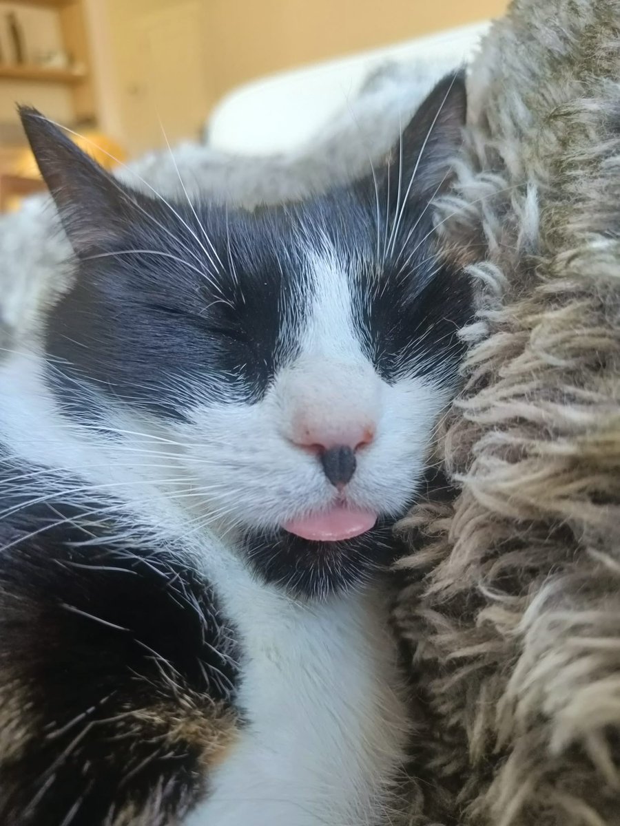 senoracarlota's tweet photo. Some days I just need a little 6 hour nap…
#pleaseDoNotDisturb #tongueouttuesday #CalicoCrew #CatsOfTwitter https://t.co/77hRAgJTgb