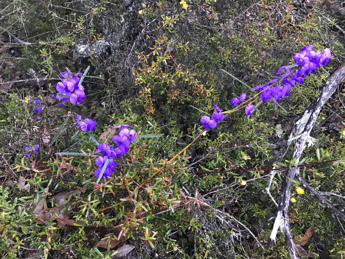 Fittzzyy's tweet photo. #Hovea trisperma flowering now south of Busselton #Fabaceae https://t.co/IsaQmFK3Ym