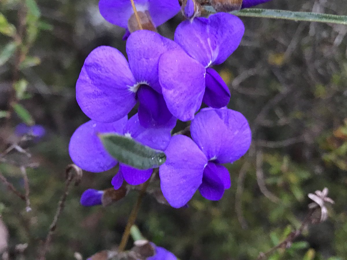 Fittzzyy's tweet photo. #Hovea trisperma flowering now south of Busselton #Fabaceae https://t.co/IsaQmFK3Ym