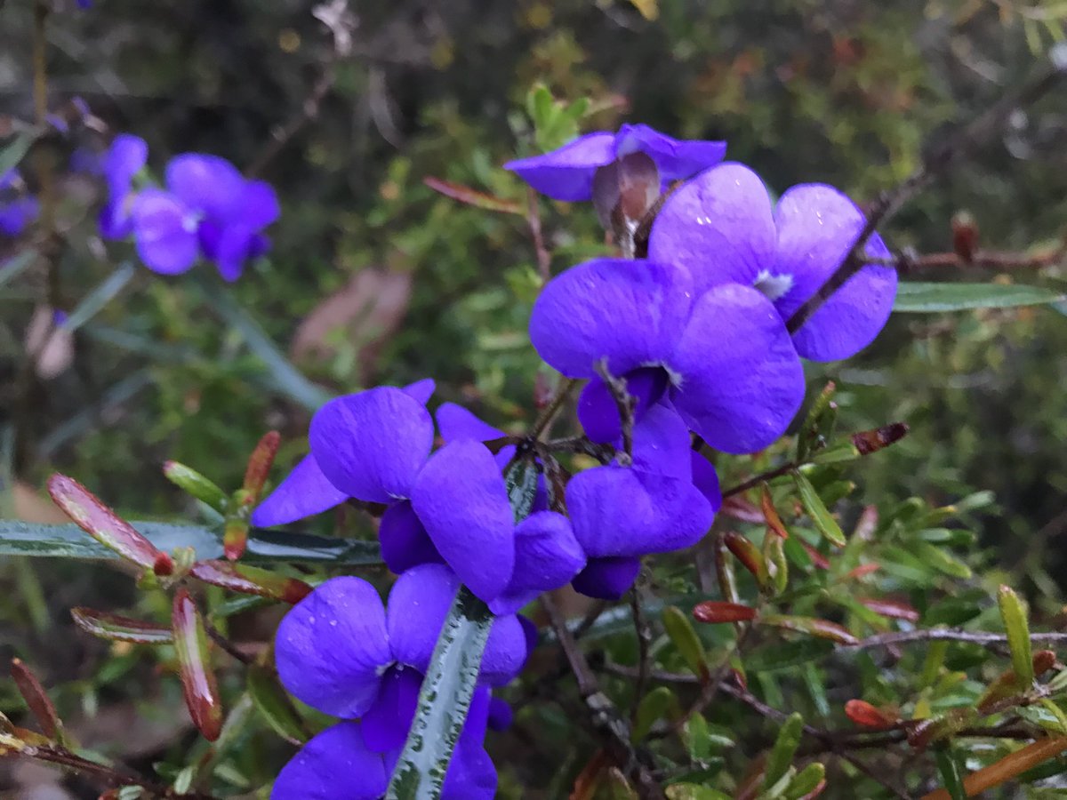 Fittzzyy's tweet photo. #Hovea trisperma flowering now south of Busselton #Fabaceae https://t.co/IsaQmFK3Ym