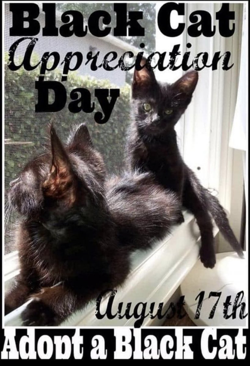 RIPwalphiepopfe's tweet image. happy day eberybuddy! ploppy ses her hopes awl da uder blak kittys gets new foreber homes like her has!