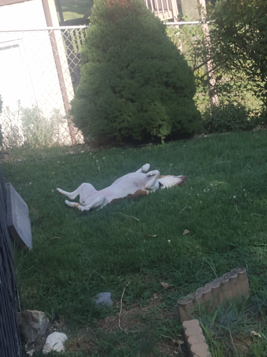wilshan80's tweet photo. Silly girl π
#ninagirl #beagles https://t.co/3DoIR4xqE0