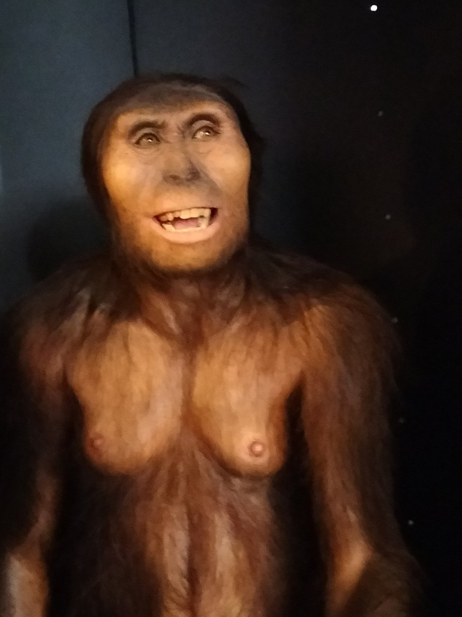 PalomoRene's tweet photo. Tiempos de "Lucy in the Sky with Diamonds" @atapuerca https://t.co/Nqkkiy7j0P