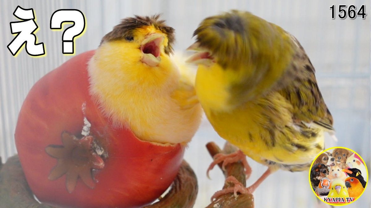 Kyapia Tv 犬鳥ハムスターの母ちゃん Kyapia Tv Twitter