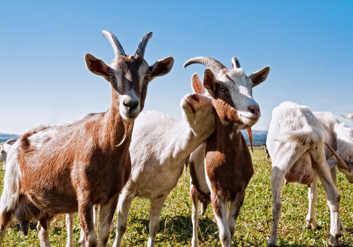 lariojacapital's tweet photo. Dedicación y cariño definen la arraigada tradición de la Sierra de Cameros en el ganado caprino 🐐y la elaboración del #QuesoCamerano 🧀.
Una decena de ganaderos continúa dedicando la producción de leche de sus cabras a este exclusivo queso💛. 
#productoriojano #quesocamerano https://t.co/nBxW2oYGWI