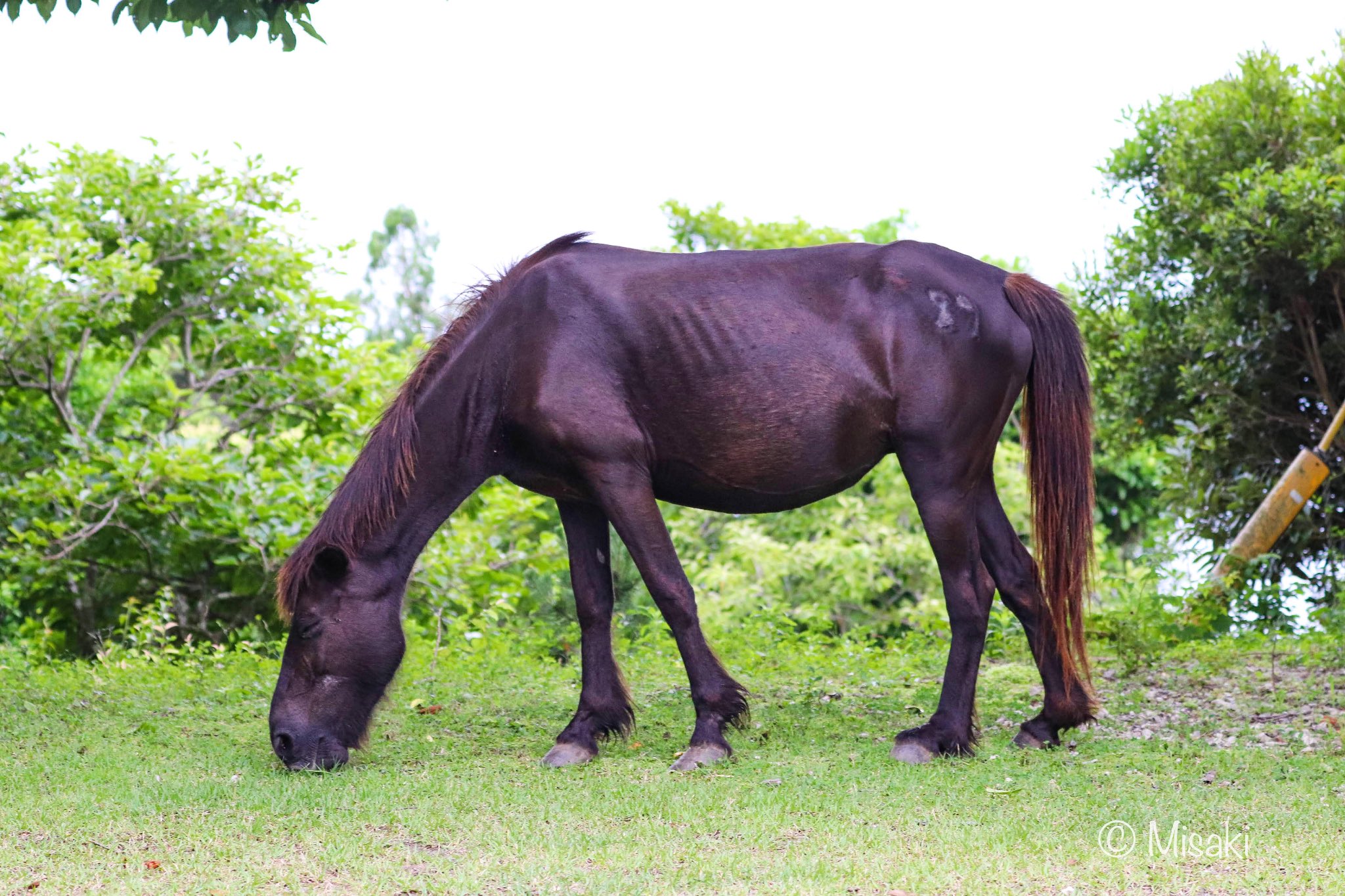 みさき Misaki Umauma Twitter