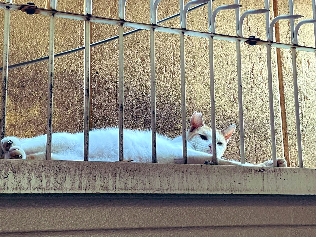 e_wtnb's tweet photo. 最近明けで帰る時けっこうよく居る😺 https://t.co/ea6FZ06j53