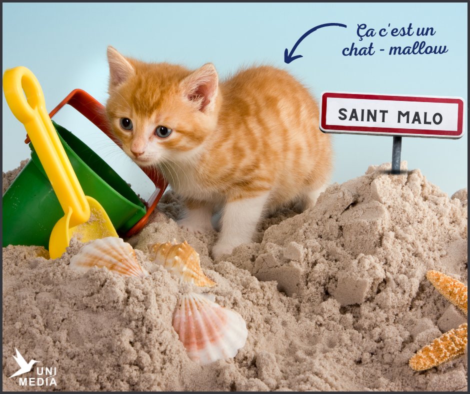 Uni__Media's tweet photo. Hier nous étions le 15 août, nous célébrions la fête des chats car nous sommes la mi-août (miaou !) 🐱

Pourquoi de pas en profiter pour [re]découvrir notre solution de chat intégré ? 

#TéléphonieFixe | #3CX | #NonMaisAlloQuoi 📞 https://t.co/U9Rm0UiiJi
