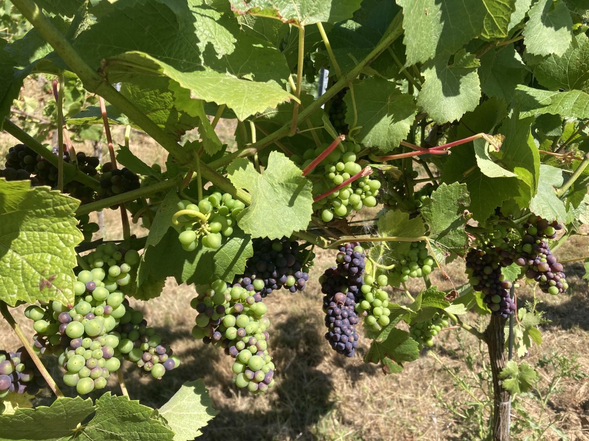 Veraison in our pinot précoce grapes and all is well in the vineyard 🍇