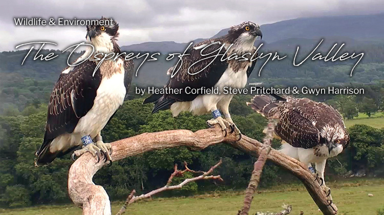 WelshCountry's tweet photo. The Ospreys of Glaslyn Valley
https://t.co/EkQoRNbla0
#osprey #ospreys #glaslynvalley #glaslynospreys #glaslynwildlife #welshospreys #wildlife #wildlifebirds #wildlifelovers #wildlifeaddict #visitwales #discoverwales #ospreysofinstagram https://t.co/TxvX2TQbzg