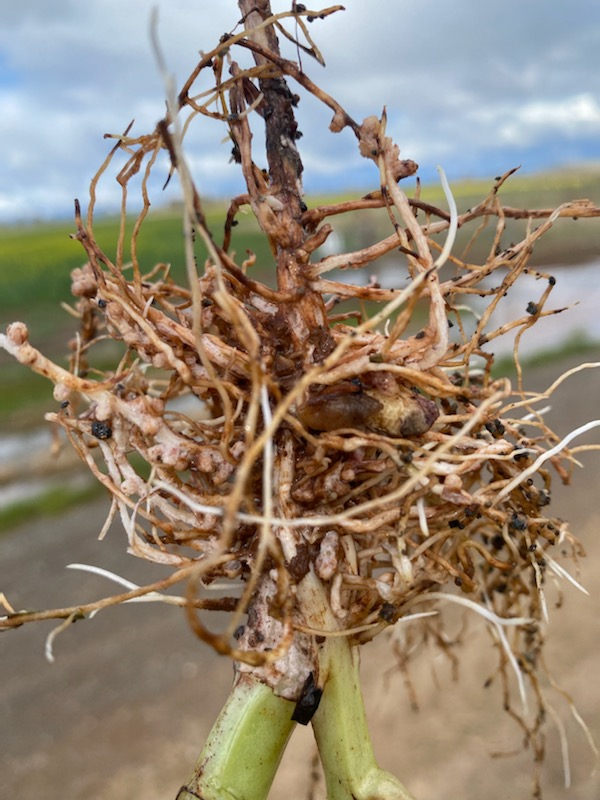 Tendo_MM's tweet photo. First nodulation checks of 2022 at Tamworth. Fabas looking well-nodulated. Field pea to be assessed in coming weeks. Just the annual reminder about the 4Cβs when checking legume nodulation (Collect, Clean, Count, Calculate)
Photo credit: @Formann87
#rhizobia #Nitrogenfixation https://t.co/e8jiXoowo9