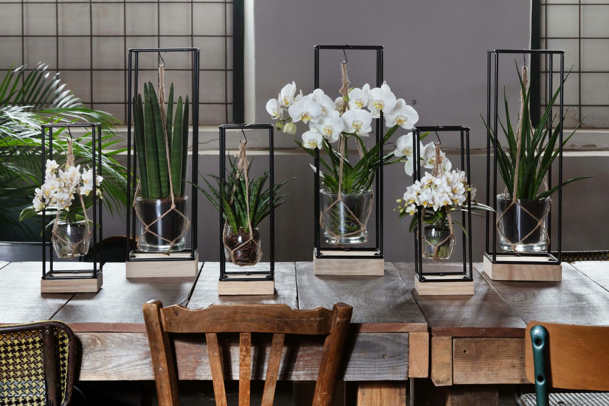 ARTISAN GOES GREEN!! Het frame met de Original Orchids maar dan net even anders! Ons grote frame met onze Original Orchid in combinatie met groenplanten.🌿

Schitterend toch? 😍
#artisan #orchids #artisanorchids