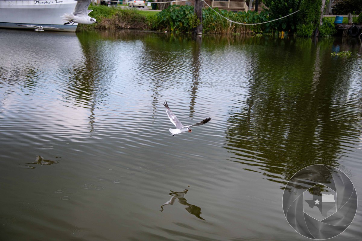 atexanlife's tweet photo. Another Seagull shot from yesterday on Bayou Lafourche.  I love the reflection in the water as the seagull rises from trying to get some bologna.  Remember, if you need a digital marketer, I'm your man. 

#nikon #NIKOND780 #vetlife #usarmyvet #nikonusa #nikonphoto #bayoustrong https://t.co/7jDIVvFF2l