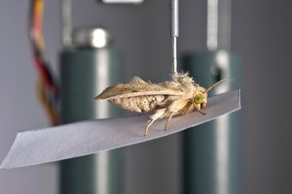 RothamstedCRE's tweet image. The #Rothamsted #Insectary is a specialised facility that maintains a range of both indigenous and exotic #insect #species.
Just one of the many #scientific #services available to hire, please get in touch to find out more:
bit.ly/3pjVZIP

@Rothamsted @BBSRC @UKRI_News