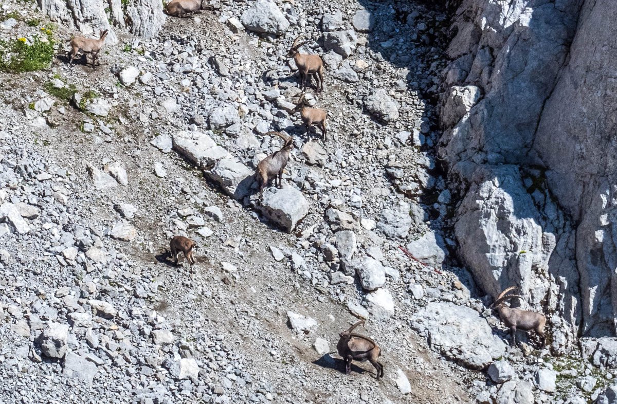 Petite balade au #Säntis 🚠, le plus haut sommet de l'Alpstein en #Suisse orientale à 2'502m. Vue superbe sur les Churfirsten ⛰️ et surprise avec une famille de bouquetins 🐑 lors de la descente en téléphérique !
@sgbtourismus