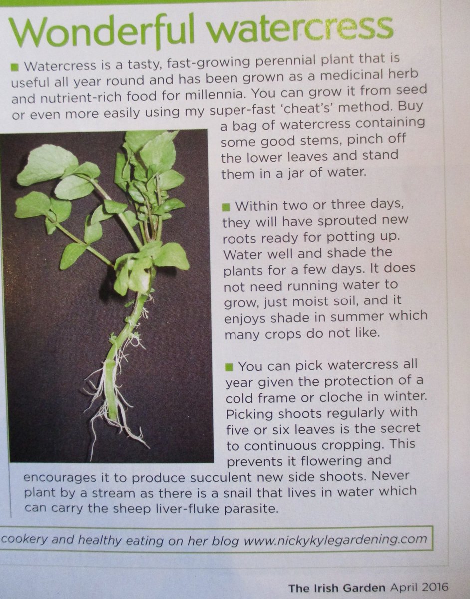 Watercress is one of the most useful and nutrient-rich edible #plants. So easy to #growyourown from cuttings found in mixed salad bags or from #seeds sown now. Plant in #soil or tubs of #organic #peatfree compost kept constantly moist by sitting tub in water. My article from 2016