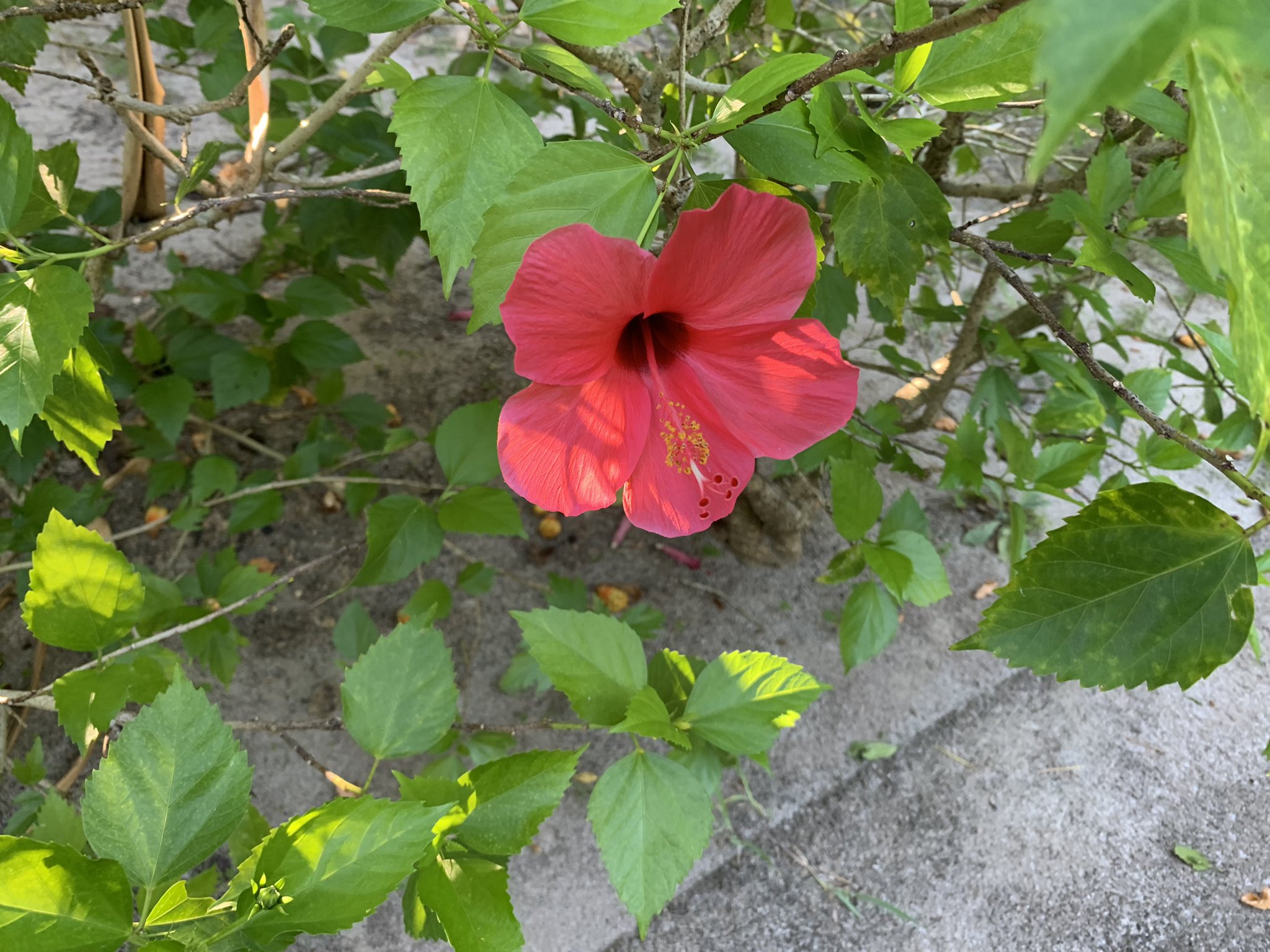 تويتر Maaano 折紙 على تويتر ハイビスカス綺麗やなぁ T Co Ko2pg8mlqt