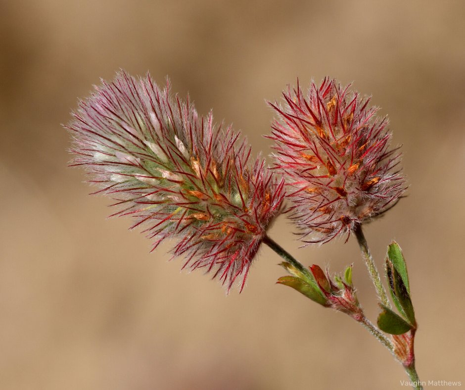 This fascinating wildflower is called the Hare's-foot Clover! 🌷

The name comes from the downy hairs that cover the pale pink flowers, which give the plant the look of a Hare's paw. It can usually be seen between June and September.

#SomersetWT #Somerset #WildlifeFacts